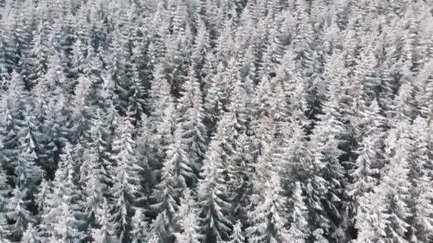 Вид з повітря на соснові дерева, вкриті снігом в зимовий сніжний день — стокове відео