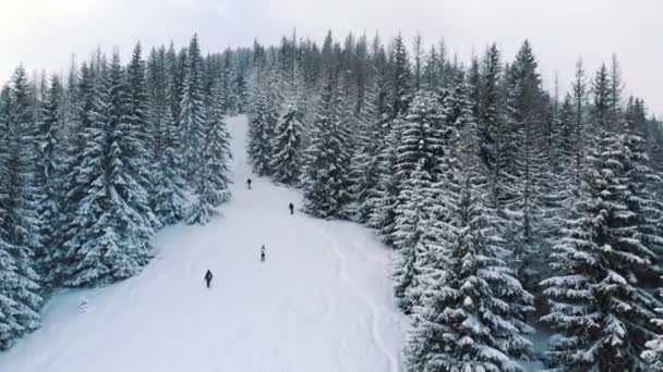 冬休みのコンセプト。雪の日に常緑樹林と山の斜面 — ストック動画