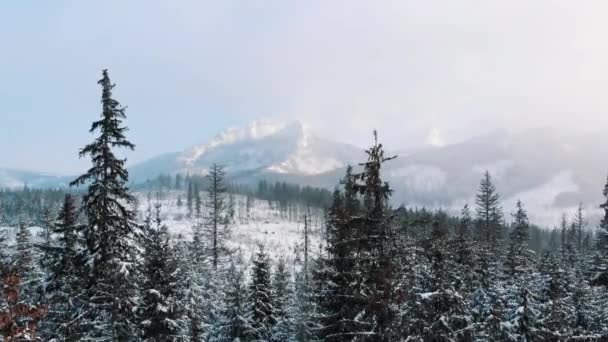 Foggy morgon över bergen och vintergröna skogen nära det breda fältet täckt av snö. — Stockvideo