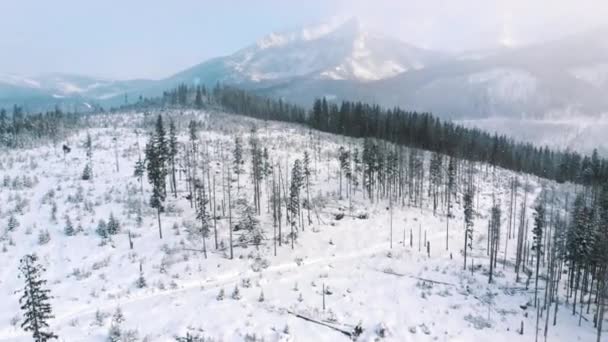 Туманний ранок над горами і вічнозелений ліс біля широкого поля, вкритого снігом . — стокове відео