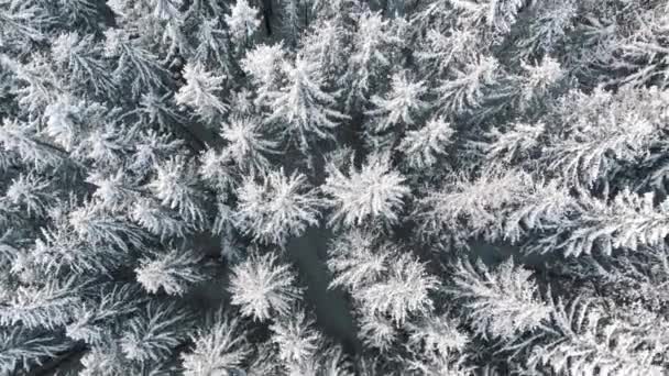 Aerial view of pine trees covered in snow on winter snowy day — Stock Video