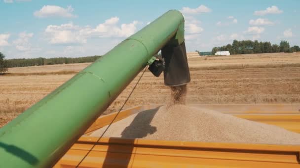 Avlastning av kombinerad skördetröska i en traktor släpvagn - Transport och försäljning — Stockvideo