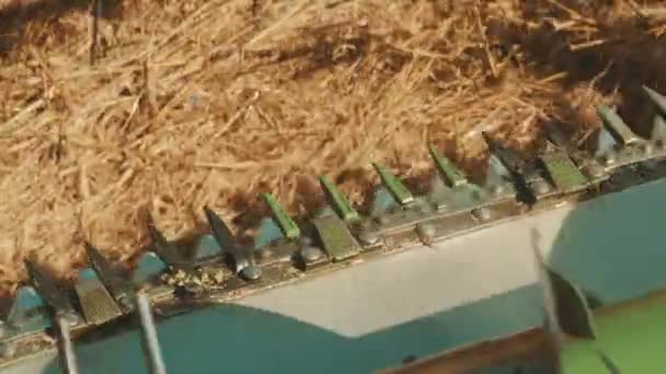 Top view of a big green combine harvester working in the wheat field during the daytime — Stock Video