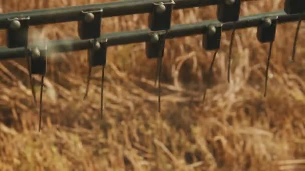 Fechar-se de um cabeçalho de grão de uma ceifeira moderna no campo de trigo — Vídeo de Stock