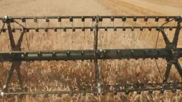 Sluiten van een stalen snijtang van de combinatie oogstmachine bewegende in het tarweveld — Stockvideo