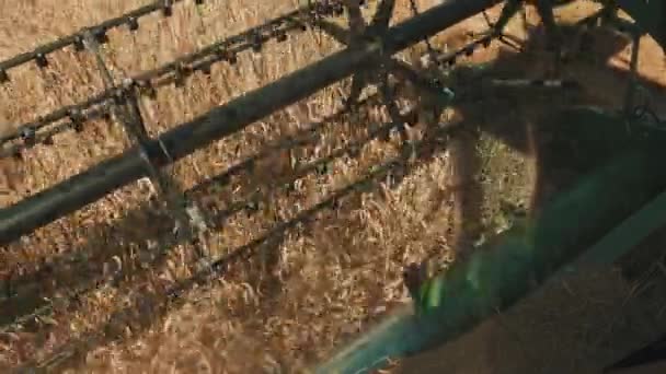 Top View Of A Harvesters Cutter Bar Sklizeň Plodiny V Golden Wheat Field — Stock video