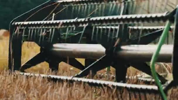 Barra de corte de una cosechadora que rueda en el campo de trigo maduro - Recolección de cultivos — Vídeos de Stock