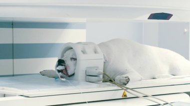 Köpek kafası manyetik rezonans görüntüleme makinesinde taranıyor