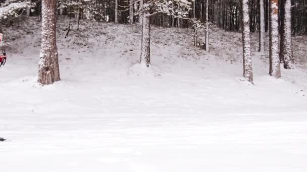 Esqui feminino esquiador lentamente em uma floresta de inverno coberto de neve - Esportes de inverno extremos — Vídeo de Stock
