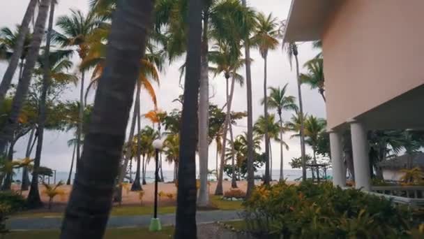 Images au ralenti de palmiers cloutés paysage en Dominikana - Verdure luxuriante — Video