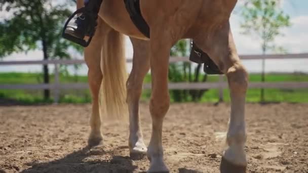 Un caballo de champán moviéndose lentamente con un jinete en su silla de montar patas de caballo y cascos — Vídeos de Stock