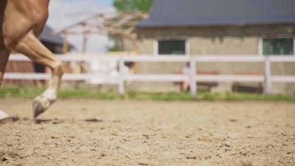 Belo cavalo de Palomino correndo com jóquei em sua sela no parque arenoso — Vídeo de Stock