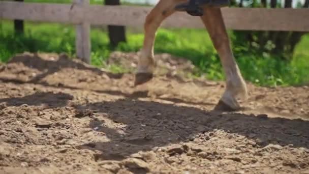Ein Palomino-Pferd bewegt sich mit einem Reiter im Sattel aus der Nähe von Pferdebeinen — Stockvideo