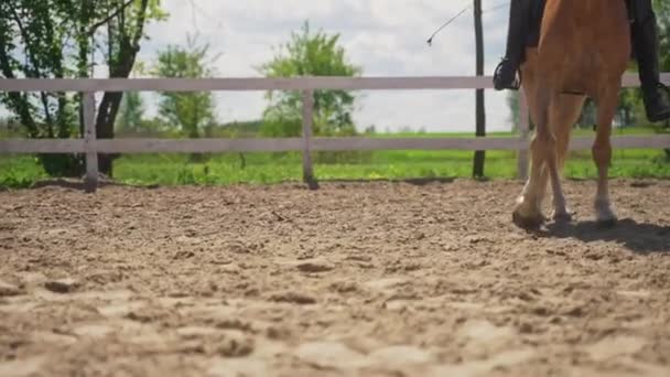 Koń Palomino porusza się powoli z jeźdźcem na siodle - końskie nogi i kopyta — Wideo stockowe