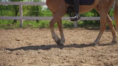Bir Palomino atı, eyer tarafındaki at bacaklarıyla yavaşça hareket ediyor. 