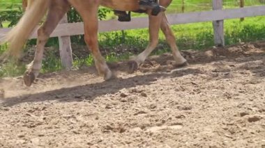 Sandy arenasında eyerinde bir jokeyle ağır ağır koşan bir at.