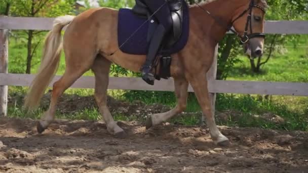 Parel paard met jockey op het zadel rennend in de Sandy Arena - Paardrijden — Stockvideo