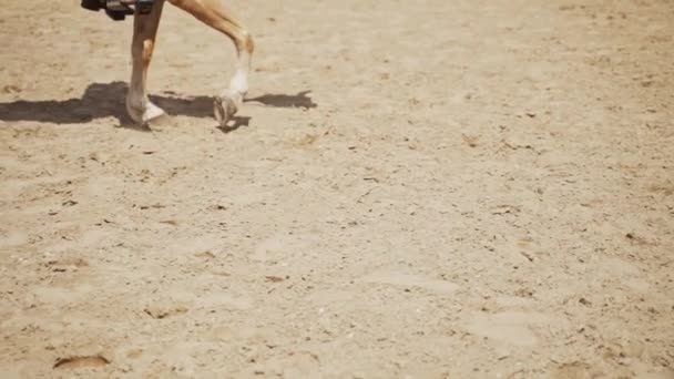 Close-up zicht op paardenbenen loopt langzaam in de Sandy Arena met een jockey — Stockvideo