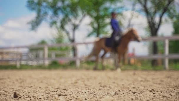 Female Jockey On A Palomino Horse Riding In The Sandy Arena - Horse Riding — Stock Video