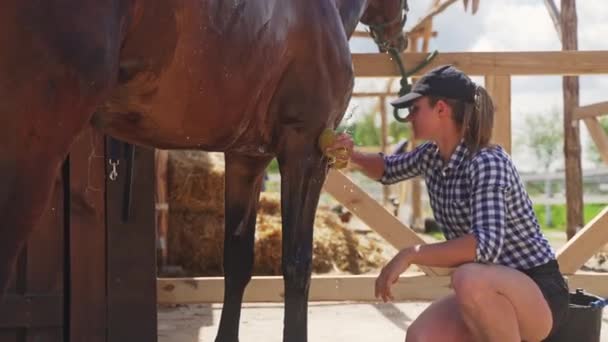 Gambe di cavallo essere puliti da un custode femminile nella stalla Dark Bay Horse — Video Stock