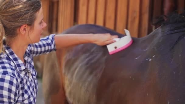 Zelador dando um banho para um cavalo da baía escura usando um cavalo raspador ficando limpo — Vídeo de Stock