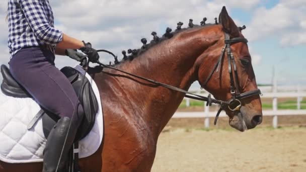 Jockey On The Back Of A Dark Brown Horse Holding halter Stroking It with love — Stok Video