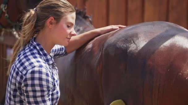 Femmina custode dando un bagno a un cavallo marrone scuro nella stalla utilizzando una spugna — Video Stock