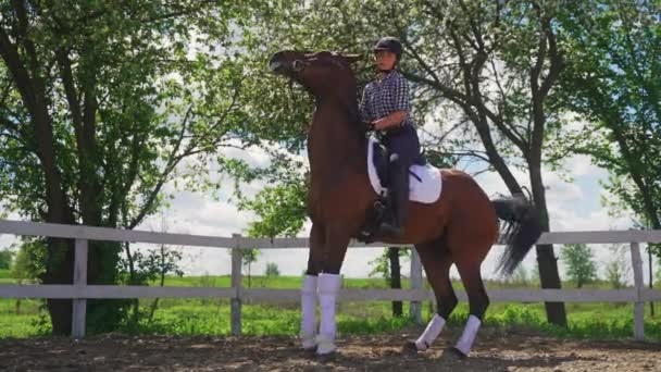 Jockeyspielerin auf dem Rücken eines Bay Horse Das Pferd steht aufgeregt auf — Stockvideo