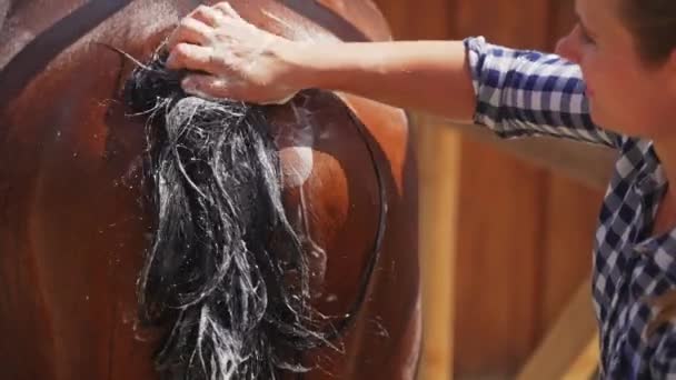 Schachtelhalm wird von einem weiblichen Hausmeister gereinigt - Mädchen geben einem Pferd ein Bad — Stockvideo