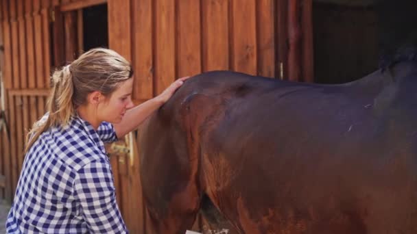 Mulher zeladora dando um banho a um cavalo da baía usando um raspador de amor para animais — Vídeo de Stock