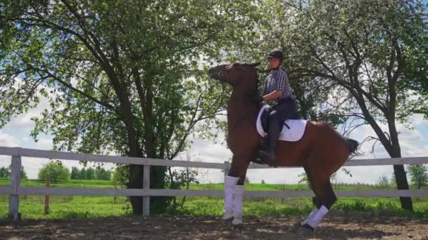 Jóquei feminino na parte de trás de um cavalo da baía - o cavalo crescendo em emoção — Vídeo de Stock