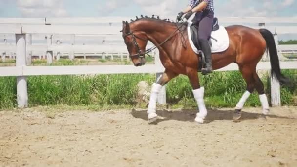 Mujer competitiva en la espalda de su oscura bahía Cabalgando en la arena Arena — Vídeo de stock