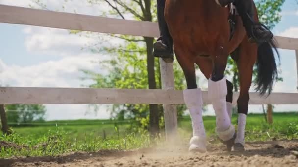 Bay Horse Wearing Bas fonctionnant avec un cavalier sur son dos le long de la clôture en bois — Video