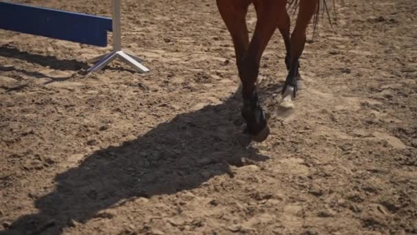 Ноги коричневой лошади, передвигающейся на лошадях - лошадиные крючки и ноги, передвигающиеся на пыли — стоковое видео