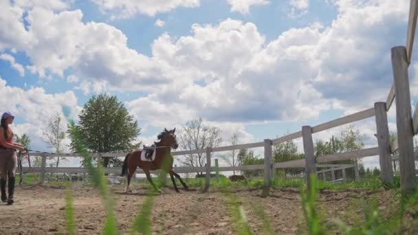 Jockey femenino se lanza a entrenar a un caballo de la bahía sosteniendo su cuerda principal en la arena — Vídeos de Stock