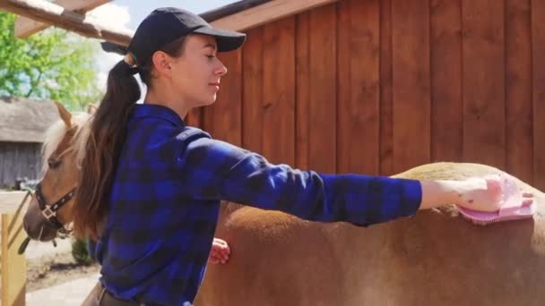 Joven chica cepillando el polvo de su caballo en un establo cuidando de caballo — Vídeos de Stock