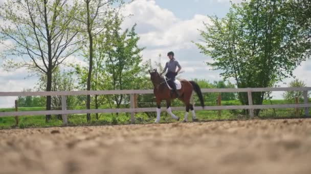 Vrouwelijke jockey paardrijden op donkere baai paard langs de houten hek in de Sandy Arena — Stockvideo