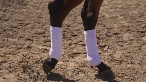 Jambes de cheval se déplaçant lentement dans l'arène sablonneuse - Gaits de cheval - Angle bas — Video