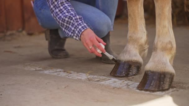 Chica pintando cascos de caballo - pintura de cascos teniendo cuidado y aseo de los caballos — Vídeos de Stock