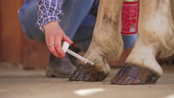 Meisje dat verf op haar paardenhoeven aanbrengt - hoefverf - verzorging van paarden — Stockvideo