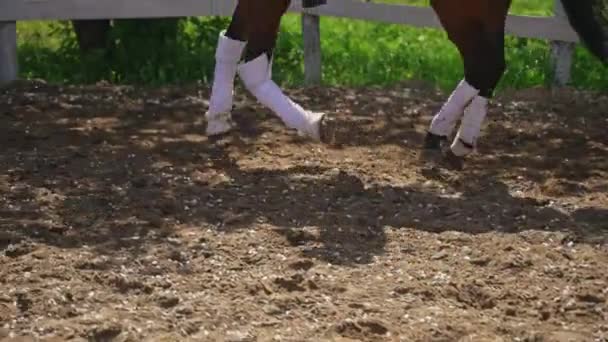 Dark Bay Koń noszący pończochy na kopytach biegając z jeźdźcem na plecach — Wideo stockowe