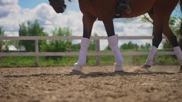 Bay Horse Legs Closeup View - Ló viselő fehér harisnyanadrág mozgó lassan — Stock videók