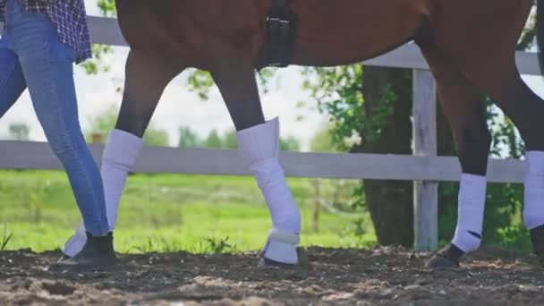 Девушка, идущая со своей лошадью вдоль деревянного забора, держа свою веревку — стоковое видео