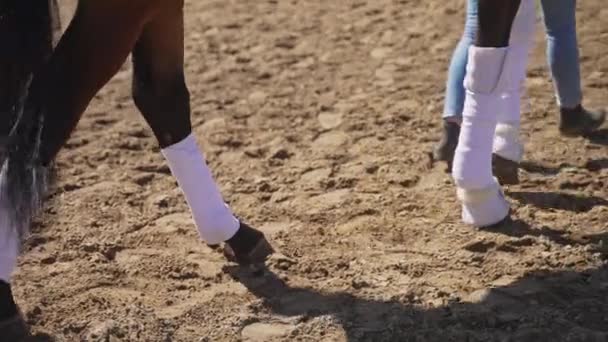 Flicka promenader med sin mörka Bay Horse på en sandjord - häst bär strumpor — Stockvideo