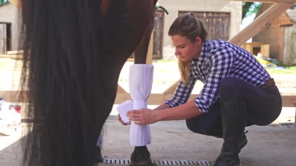 Cavallerizza che applica fasciatura sulle gambe del cavallo - fasciatura avvolgente sulle gambe del cavallo — Video Stock