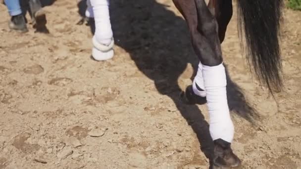 Ragazza a piedi con il suo cavallo Dark Bay su terreno sabbioso - Cavallo che indossa calze — Video Stock
