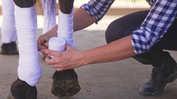 Caretaker verband haar paard benen te beschermen tegen verwondingen verzorgen van paarden — Stockvideo