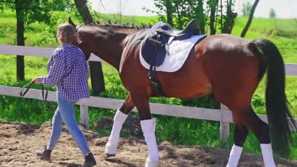 Chica tomando su caballo marrón para un paseo la luz del sol golpeando el abrigo de caballo brillante — Vídeo de stock