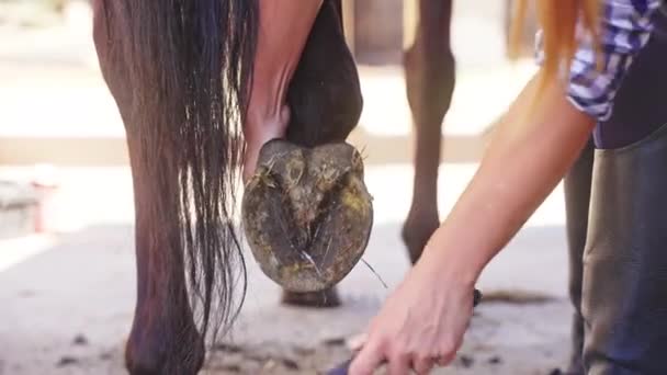 Φροντιστής Καθαρίζει το άλογο οπλή χρησιμοποιώντας ένα Hoof Pick ξύσιμο από βρωμιά και Hay — Αρχείο Βίντεο