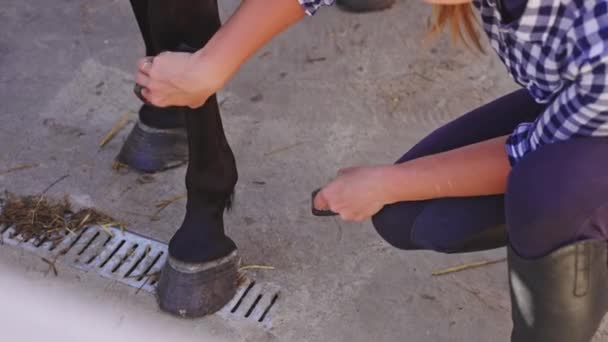 Paardenvrouw borstelen benen van haar paard - verzorging en verzorging van paarden — Stockvideo